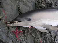 Young female Common Dolphin