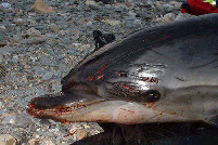 Bycatch cornwall a triped dolphin 