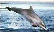 dolphinpoacher1bbc.jpg