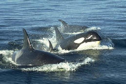 orca-facts.jpg