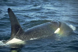 orca-pictures5.jpg