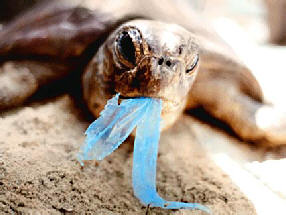 turtleingestingplasticbag.jpg