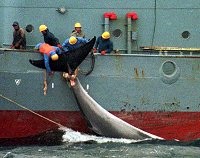 whalingdecimatesseal_sealion_otterpops.jpg